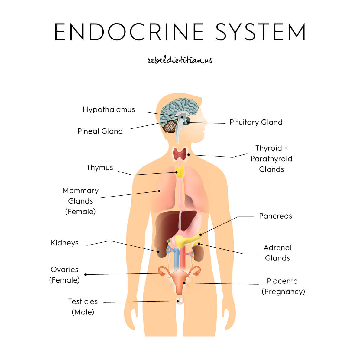 Adrenal gland endocrine system, adrenal glands, gland